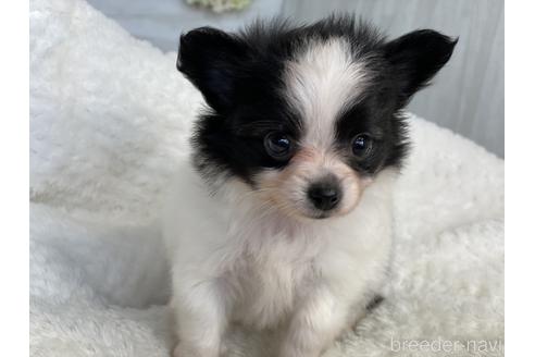 成約済の京都府のミックス犬-145532の5枚目