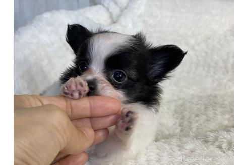 成約済の京都府のミックス犬-145532の4枚目