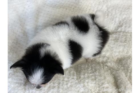 成約済の京都府のミックス犬-145532の2枚目