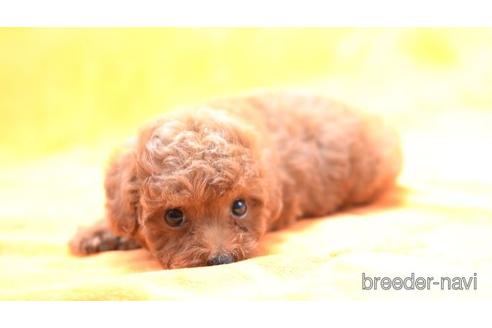 成約済の千葉県のトイプードル-146370の1枚目