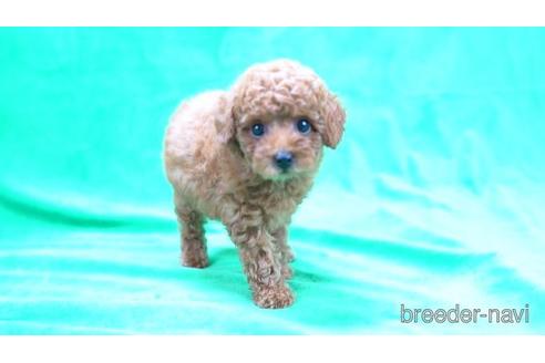 成約済の千葉県のトイプードル-146371の2枚目