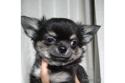 成約済の北海道のチワワ(ロングコート)-146374の1枚目