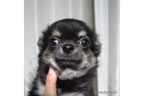 成約済の北海道のチワワ(ロングコート)-146374の4枚目