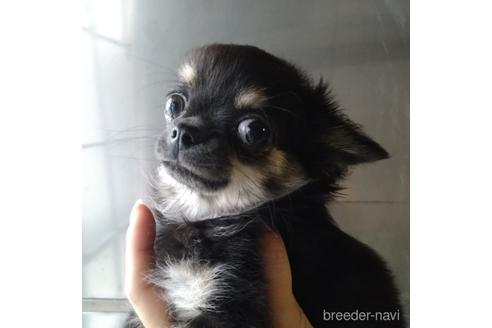 成約済の北海道のチワワ(ロングコート)-146374の3枚目