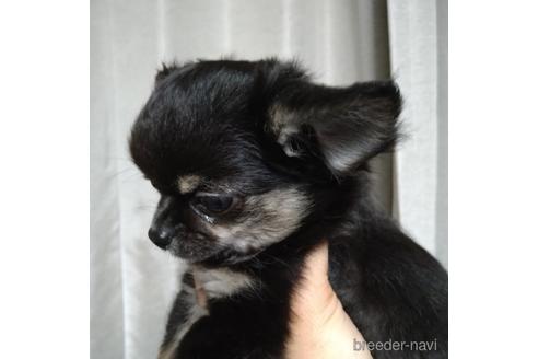 成約済の北海道のチワワ(ロングコート)-146374の2枚目