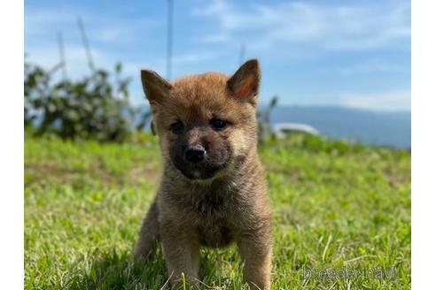 成約済の長野県の柴犬-146373の1枚目