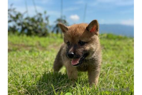 成約済の長野県の柴犬-146373の4枚目