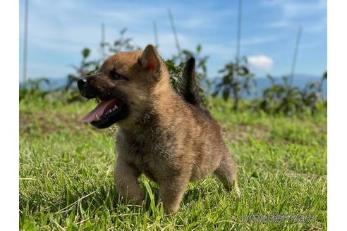 成約済の長野県の柴犬-146373の3枚目