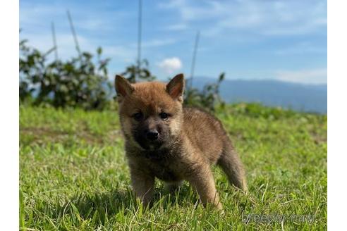 成約済の長野県の柴犬-146373の2枚目