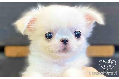 成約済の愛知県のミックス犬-146383の1枚目