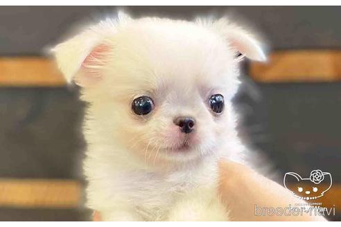 成約済の愛知県のミックス犬-146383の3枚目