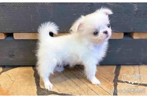 成約済の愛知県のミックス犬-146383の4枚目