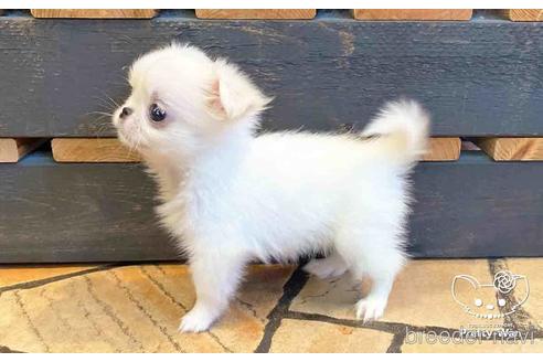 成約済の愛知県のミックス犬-146383の5枚目