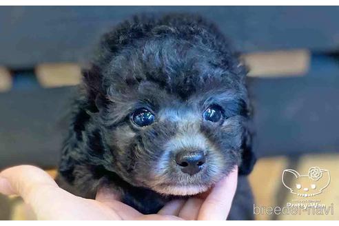 成約済の愛知県のトイプードル-146384の1枚目