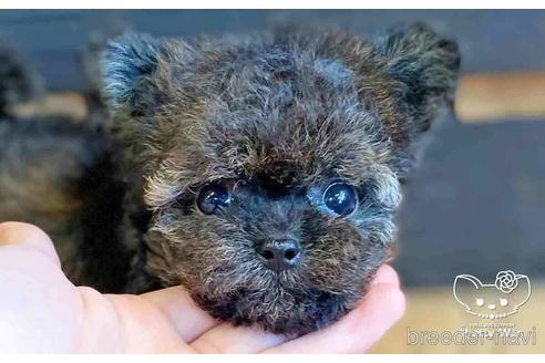 成約済の愛知県のチワプー:チワワ×トイプードル-146385の4枚目