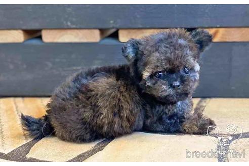 成約済の愛知県のチワプー:チワワ×トイプードル-146385の5枚目