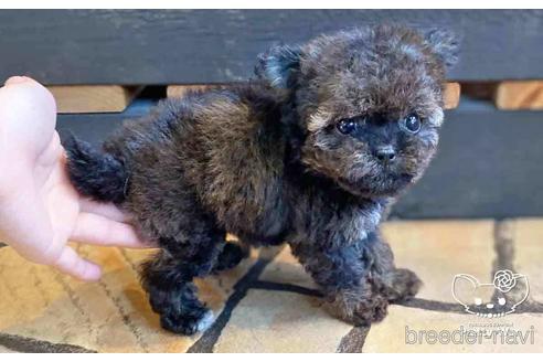 成約済の愛知県のチワプー:チワワ×トイプードル-146385の6枚目