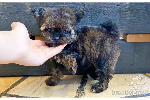 成約済の愛知県のチワプー:チワワ×トイプードル-146385の7枚目