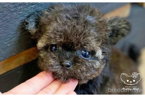 成約済の愛知県のチワプー:チワワ×トイプードル-146385の8枚目