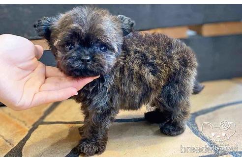 成約済の愛知県のチワプー:チワワ×トイプードル-146386の2枚目