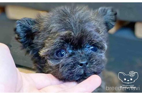 成約済の愛知県のチワプー:チワワ×トイプードル-146386の1枚目