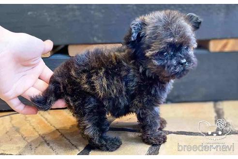 成約済の愛知県のチワプー:チワワ×トイプードル-146386の5枚目