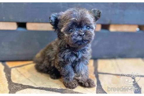 成約済の愛知県のチワプー:チワワ×トイプードル-146386の3枚目