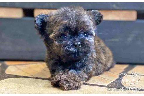 成約済の愛知県のチワプー:チワワ×トイプードル-146386の4枚目