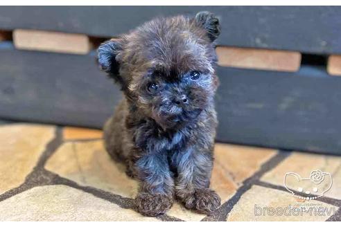 成約済の愛知県のチワプー:チワワ×トイプードル-146386の6枚目