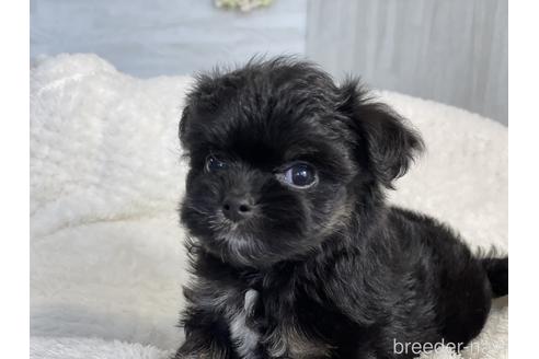 成約済の京都府のチワプー:チワワ×トイプードル-144361