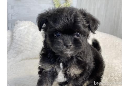 成約済の京都府のチワプー:チワワ×トイプードル-144361の4枚目