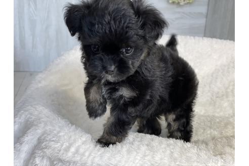 成約済の京都府のチワプー:チワワ×トイプードル-144361の3枚目