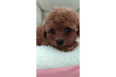成約済の福岡県のトイプードル-144754の1枚目