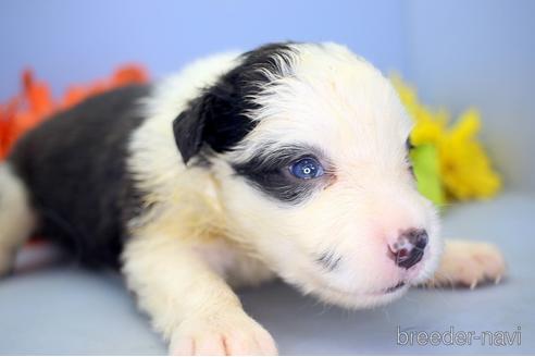 成約済の静岡県のボーダーコリー-146405の1枚目