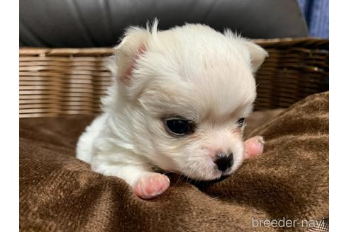 成約済の茨城県のチワワ(ロングコート)-144791の3枚目