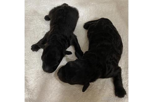 成約済の埼玉県のティーカッププードル-146427の33枚目