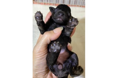 成約済の埼玉県のティーカッププードル-146428の32枚目