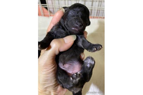 成約済の埼玉県のティーカッププードル-146428の31枚目