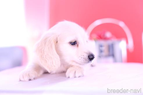 成約済の愛知県のカニンヘンダックスフンド(ロングヘアード)-144049の2枚目