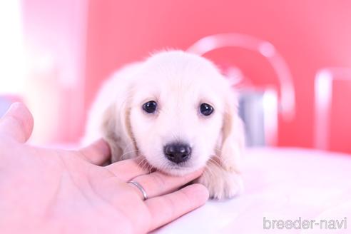 成約済の愛知県のカニンヘンダックスフンド(ロングヘアード)-144049の1枚目