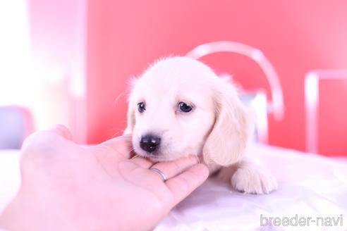 成約済の愛知県のカニンヘンダックスフンド(ロングヘアード)-144049の4枚目