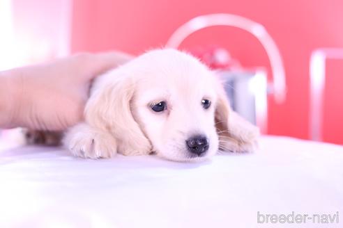 成約済の愛知県のカニンヘンダックスフンド(ロングヘアード)-144049の5枚目