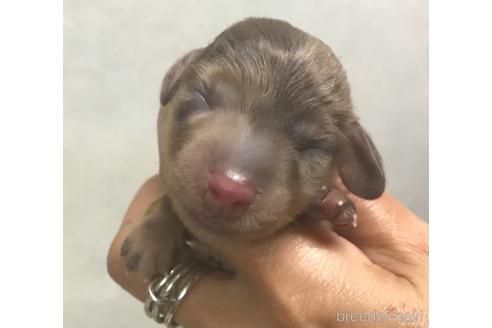 成約済の宮崎県のミニチュアダックスフンド(ロングヘアード)-146450の1枚目