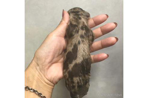 成約済の宮崎県のミニチュアダックスフンド(ロングヘアード)-146450の2枚目