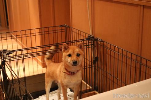 はなちゃん1枚目