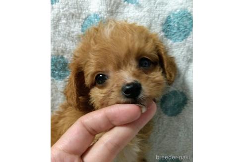 子犬