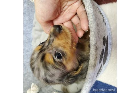 成約済の広島県のミニチュアダックスフンド(ロングヘアード)-140348の6枚目