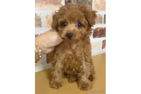 成約済の茨城県のトイプードル-145833の2枚目