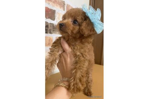 成約済の茨城県のトイプードル-145833の5枚目