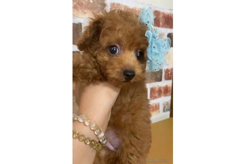 成約済の茨城県のトイプードル-145833の4枚目